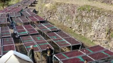 قيمة البن اليمني