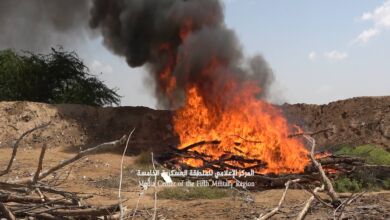 مادة الحشيش