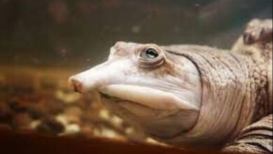 حيوانات غريبة