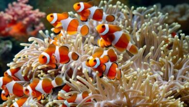 حيوانات تغير جنسها